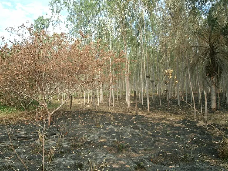 PMA autua pecuarista em R$ 3 mil por incêndio em sua propriedade e do vizinho