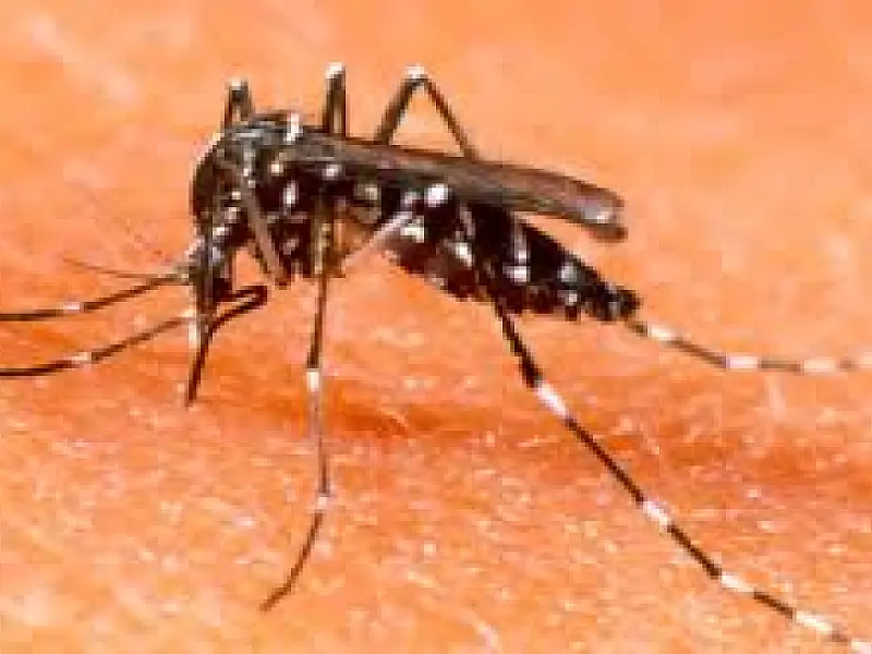 Corumbá encerra 2013 com mais de 2 mil notificações de dengue