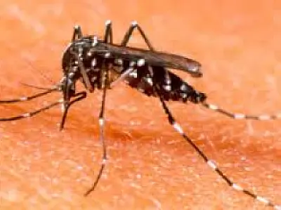 Corumbá encerra 2013 com mais de 2 mil notificações de dengue