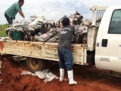 Mais de 30 toneladas de produtos impróprios para consumo são retirados de circulação em MS
