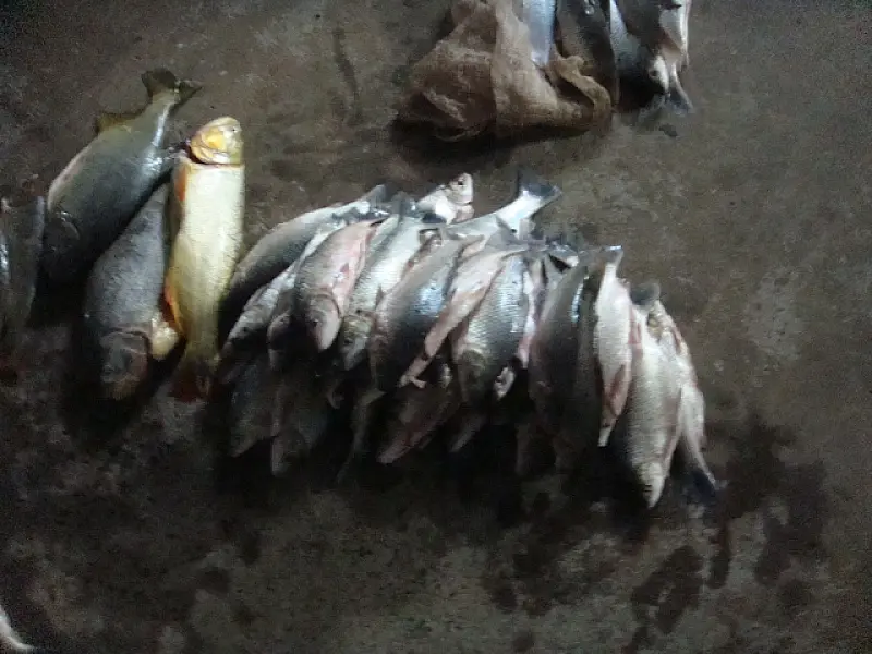Pescadores da Capital são presos por pesca predatória