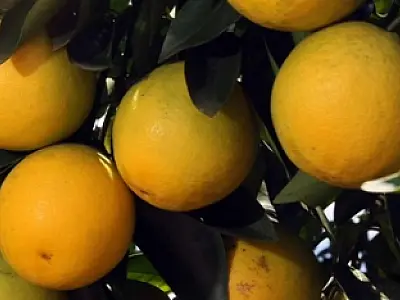 Citricultura recua no Brasil e MS busca qualificação