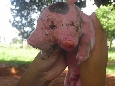 Caso de porco de MS com 2 cabeças e 4 olhos será estudado