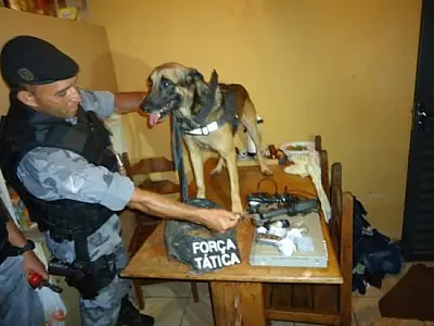 Com ajuda de cão farejador, Força Tática apreende drogas em Dourados