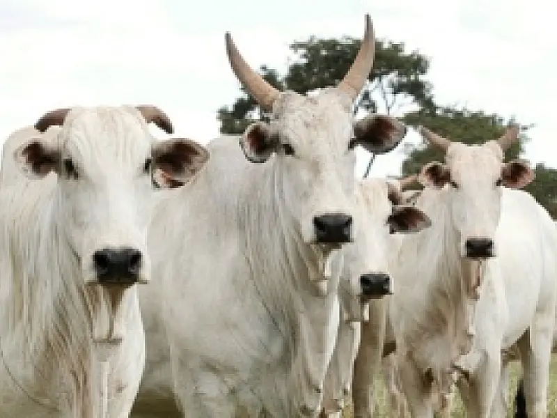 Triplica exportação de carne bovina de MS para o Irã
