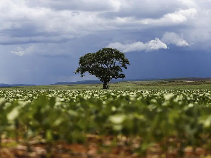Censo mostra aumento da área destinada à agricultura no país