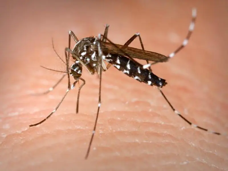 Saúde confirma 4ª morte por dengue em Mato Grosso do Sul