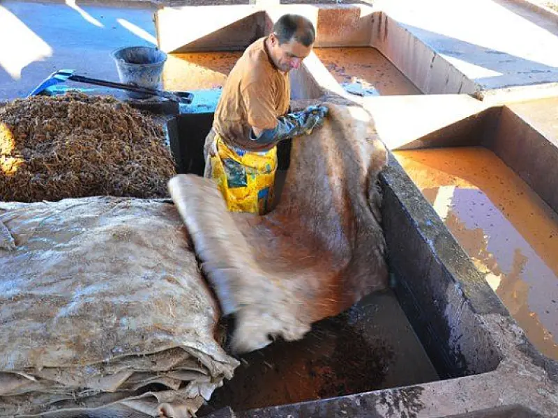 MS é o 3º maior produtor de couro bovino do Brasil