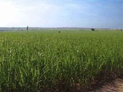 Lei vai disciplinar uso da vinhaça