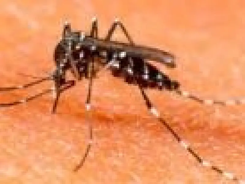 Incidência do mosquito transmissor da dengue sobe para 8,11% em Corumbá