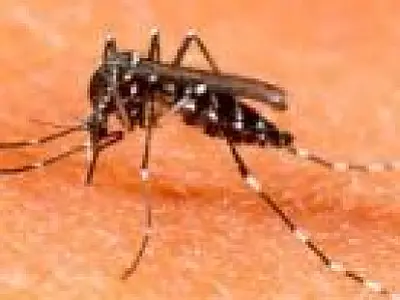 Incidência do mosquito transmissor da dengue sobe para 8,11% em Corumbá