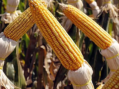 MS estima safrinha recorde de milho com alta de 80,9% na produção
