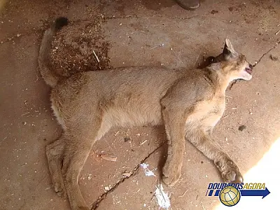 Onça atropelada em Dourados é trazida para o Cras em Campo Grande