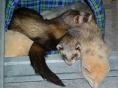 Brasil exige atestado de saúde para entrada de animais