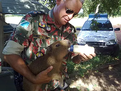Filhote de capivara encontrado junto a mãe atropelada é entregue a PMA