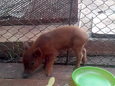 PMA autua em R$ 3 mil dois caçadores presos pelo DOF