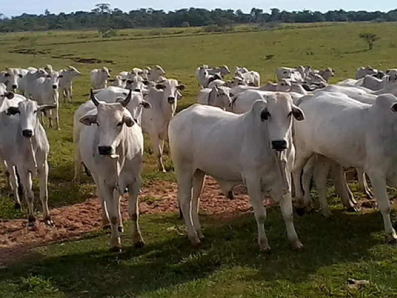 Governo assina FCO para redução de CO2 na agropecuária