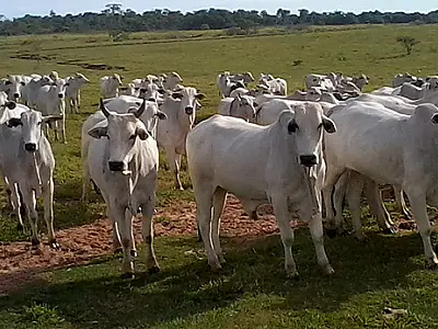 Governo assina FCO para redução de CO2 na agropecuária