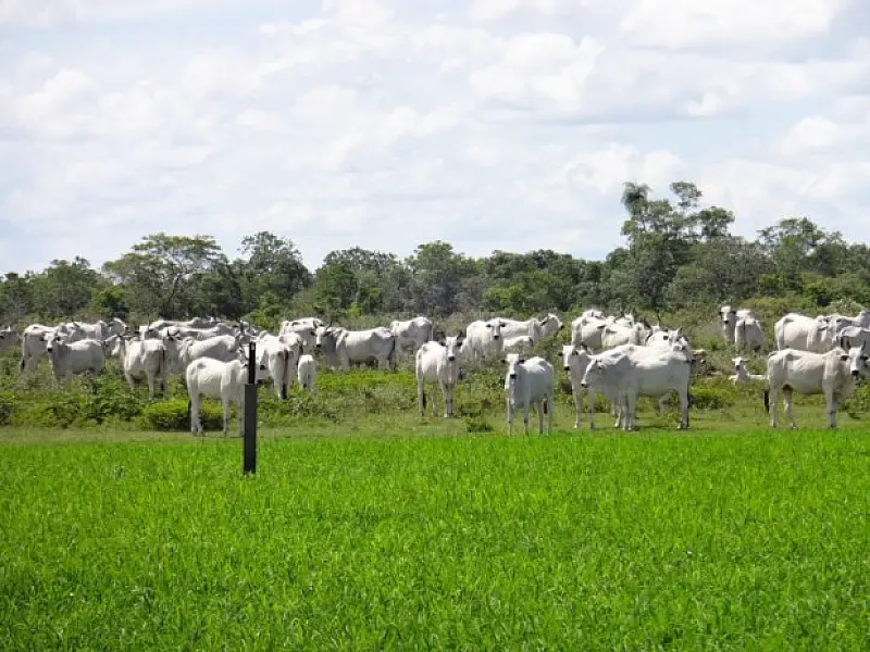 Fundect apoia pesquisa sobre manejo sustentável no Pantanal