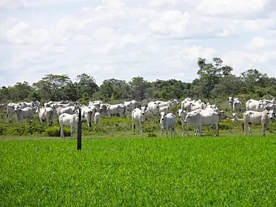 Fundect apoia pesquisa sobre manejo sustentável no Pantanal