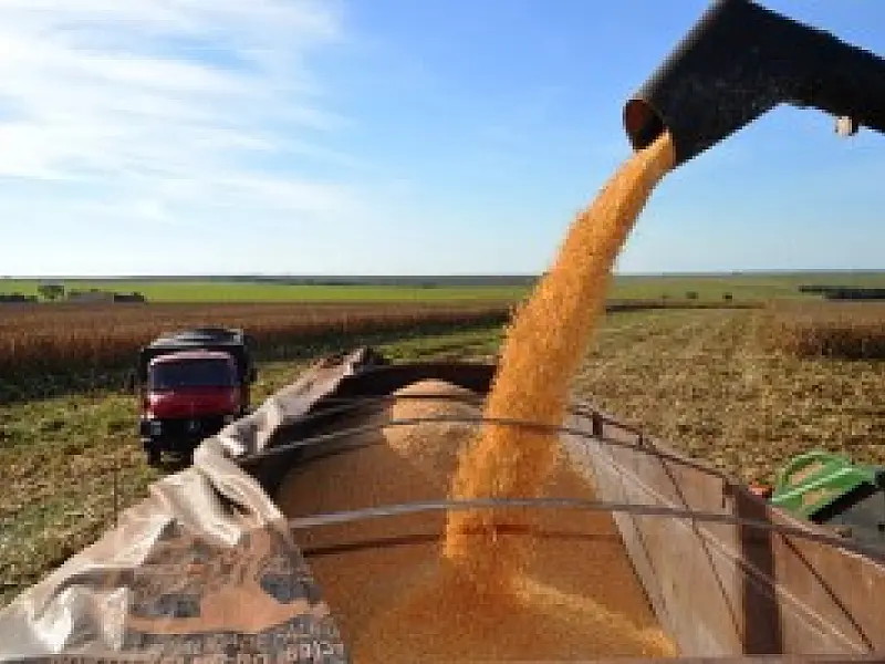 Novo recorde de produção e produtividade marca colheita do milho safrinha em MS