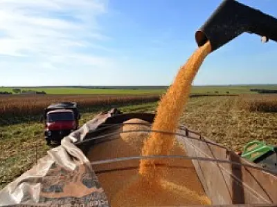 Novo recorde de produção e produtividade marca colheita do milho safrinha em MS