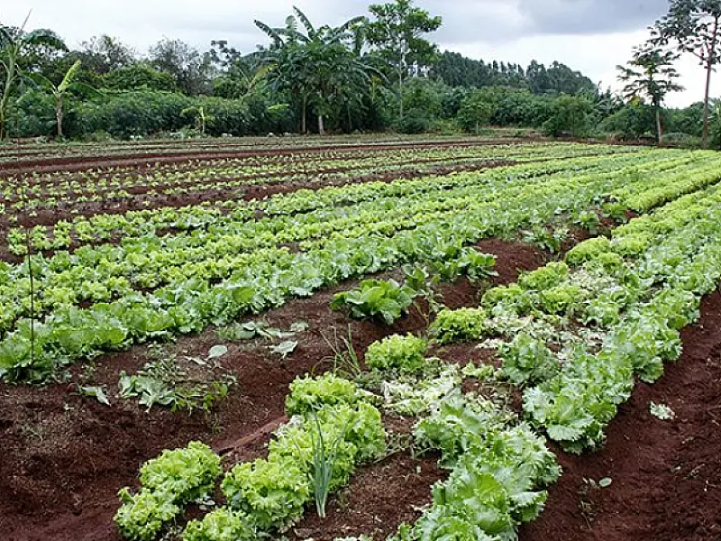 Em momento crítico da pandemia, Governo fortalece ações de incentivo à produção de alimentos
