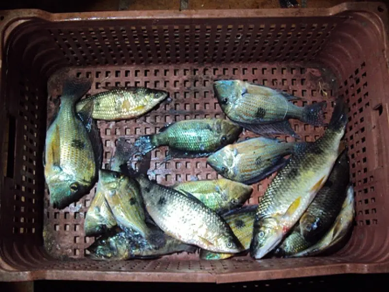 Pescador paulista é autuado em R$ 7 mil em Brasilândia