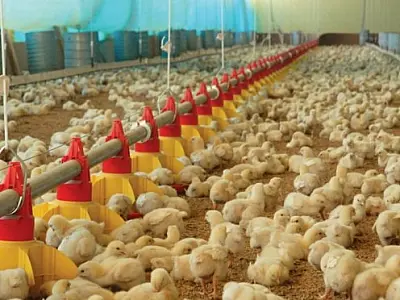 Governo fortalece avicultura com aprovação de R$ 159,4 mi do FCO