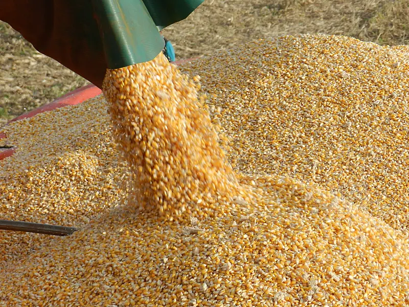Colheita recorde de milho não muda desafios dos agricultores de MS