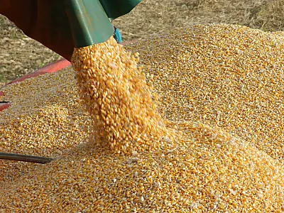 Colheita recorde de milho não muda desafios dos agricultores de MS