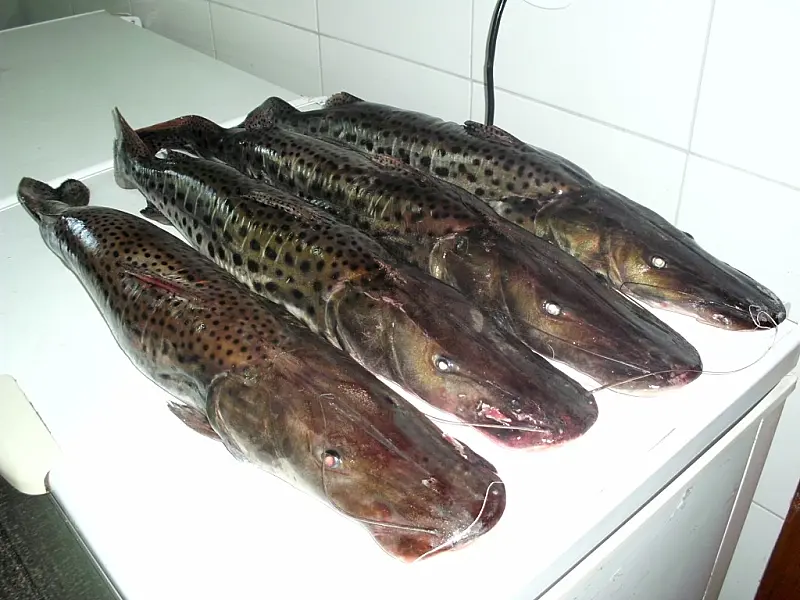 Mais de 30 pescadores foram presos em setembro por pesca ilegal