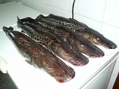 Mais de 30 pescadores foram presos em setembro por pesca ilegal