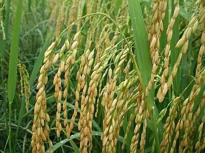 Famasul sedia reunião e workshop sobre o cultivo de arroz