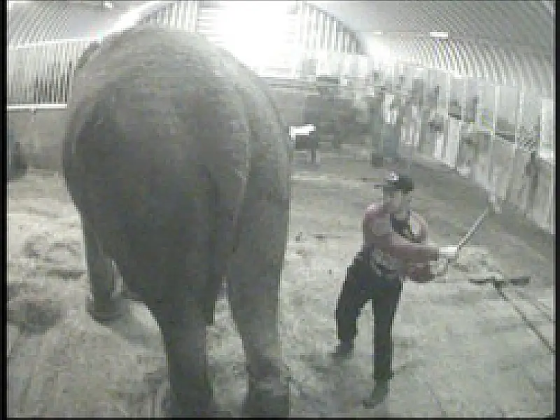 Governo inglês é criticado em debate sobre animais em circo