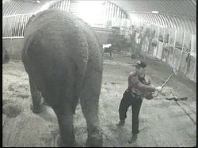 Governo inglês é criticado em debate sobre animais em circo
