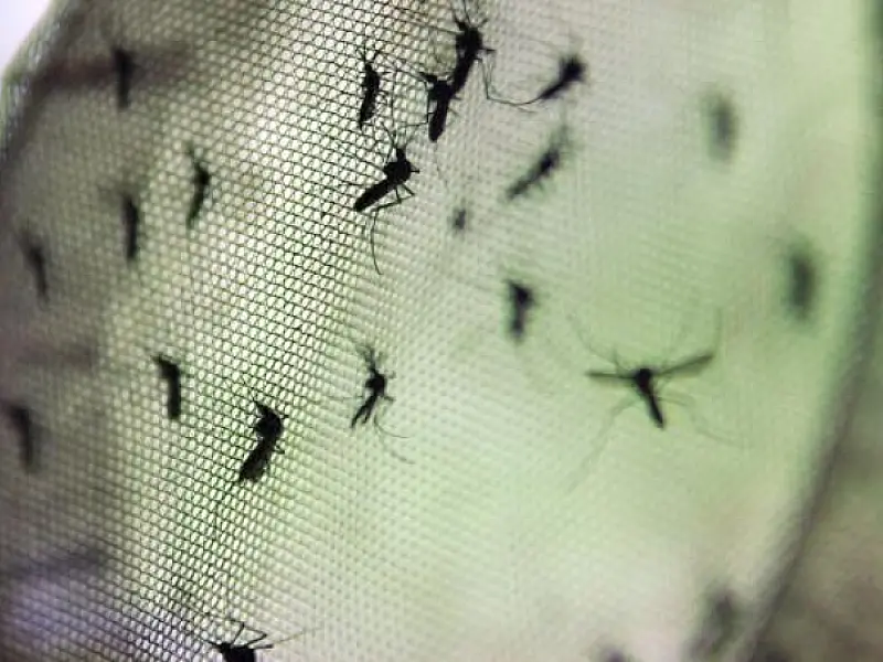 Vacina contra dengue tem eficácia de 60,8%