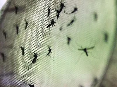 Vacina contra dengue tem eficácia de 60,8%
