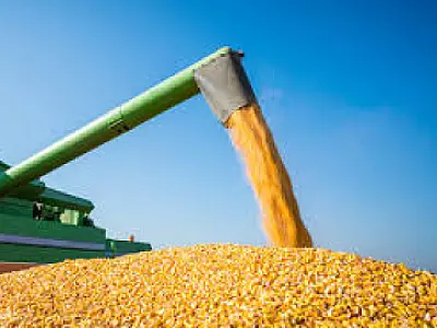 MS fecha junho com 3,4% da área de milho safrinha colhida, aponta Aprosoja/MS