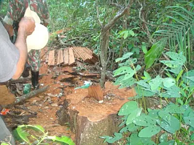 PMA autua assentado em R$ 50 mil por exploração ilegal de madeira