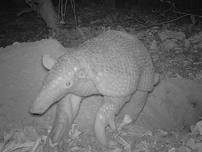 Tatu gigante é flagrado por cientistas no Pantanal