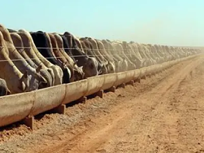Associação de Confinadores de Gado de Corte de MS será lançada no Confinar