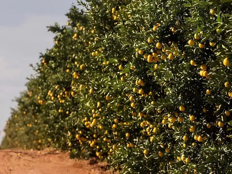 Governo de MS fomenta diversificação da produção local