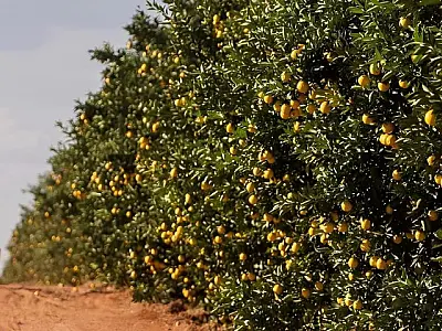 Governo de MS fomenta diversificação da produção local