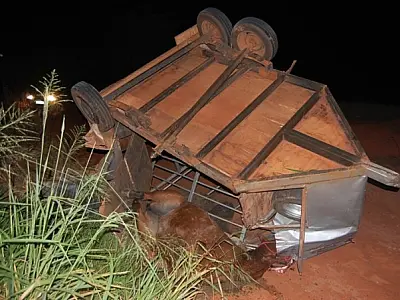 Colisão entre dois veículos causa morte de animal em Nova Andradina