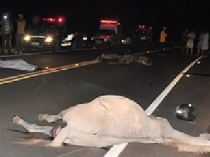 Motociclista morre ao colidir em cavalo na MS-436