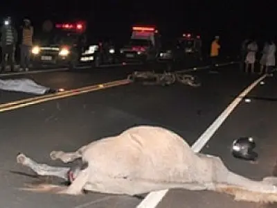Motociclista morre ao colidir em cavalo na MS-436