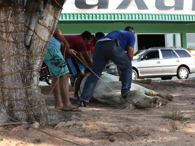 Vaca escapa de caminhão e destroi loja em Coxim