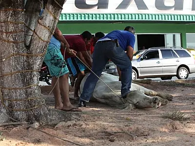 Vaca escapa de caminhão e destroi loja em Coxim