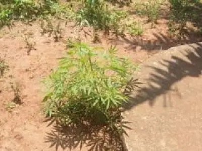 Plantação de maconha é descoberta pela Polícia Militar